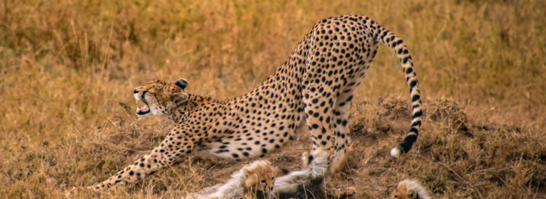 Explore Tsavo East, Tsavo West & Amboseli – 4-Day Wildlife Safari in Kenya